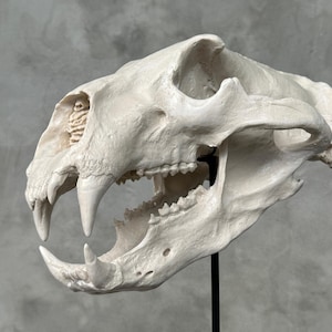 White Polar Bear Skull Resin Replica – Living Room Accent, Luxury Art Piece, Collectible Art Decor, Home Styling Piece, Art Object - RS016