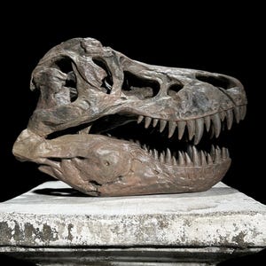 Brown T-Rex Skull Resin Sculpture - Dinosaur Fossil Replica, Artisanal Home Pieces, Modern Mantel Styling, Boho Room Decor - RS005