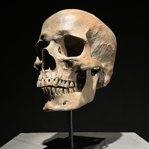 Brown Human Skull Resin Sculpture on Stand - Modern Home Decor, Gothic Accent, Anatomical Gothic Decor, Museum Quality Skull - RS032