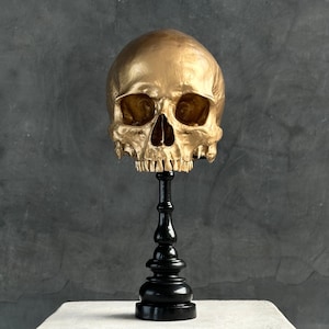 Stunning Human Skull No Jaw Resin Statue | Anatomical Sculpture | Unique Home Decor | Gothic Decor | Skull Replica | Art Piece - RS030