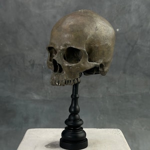 Stunning Human Skull No Jaw Resin Statue - Human Skull Replica, Luxury Art Piece, Gothic Decor, Eclectic Home Art, Halloween Prop - RS027