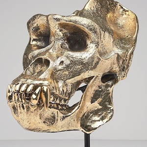 Escultura de Crânio de Gorila em Bronze - Réplica de Macaco das Planícies Ocidentais, Acabamento Polido, Decoração para Casa, Ornamento Elegante para Casa, Decoração de Lareira - BR080