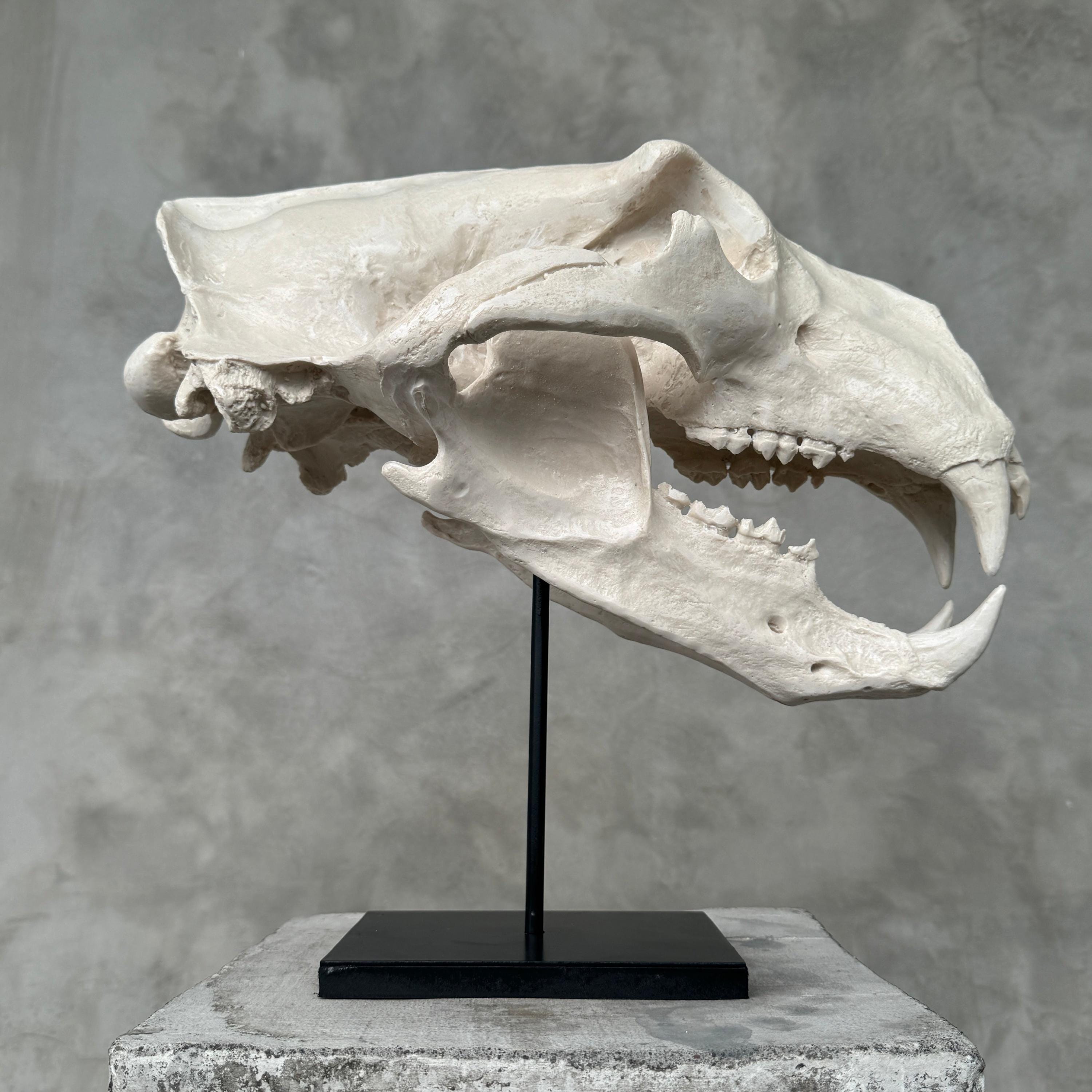 置物 polar bear skull White Resin Polar Bear Skull Replica: Museum Quality Arctic Decor