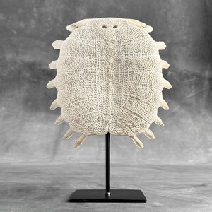 Chinese Softshell Turtle Shell Display: Natural History Specimen for Curio Cabinet & Interior Decor - ToS,A/033