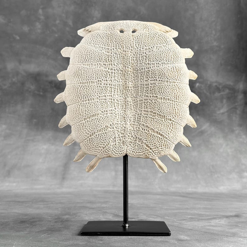 Chinese Softshell Turtle Shell Specimen: Natural History Display for ...