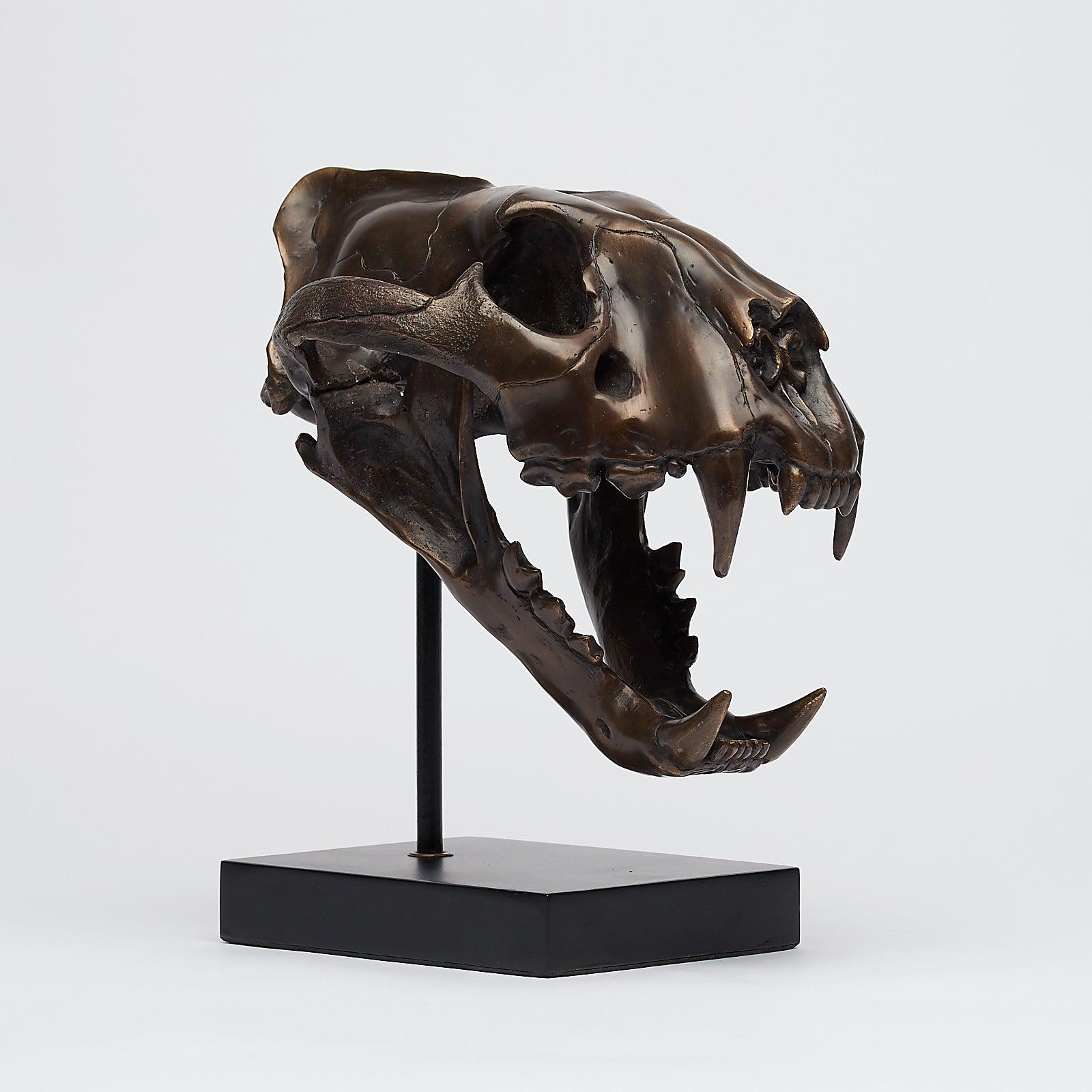 Bronze Sumatran Tiger Skull - Big Cat Replica | Museum-Quality Feline Skeleton | Exotic Wildlife Decor | Unique Gift for Collectors - BR104
