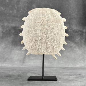 Chinese Softshell Turtle Shell: Natural Coastal Decor, Mounted Display Accent - ToS,A/032