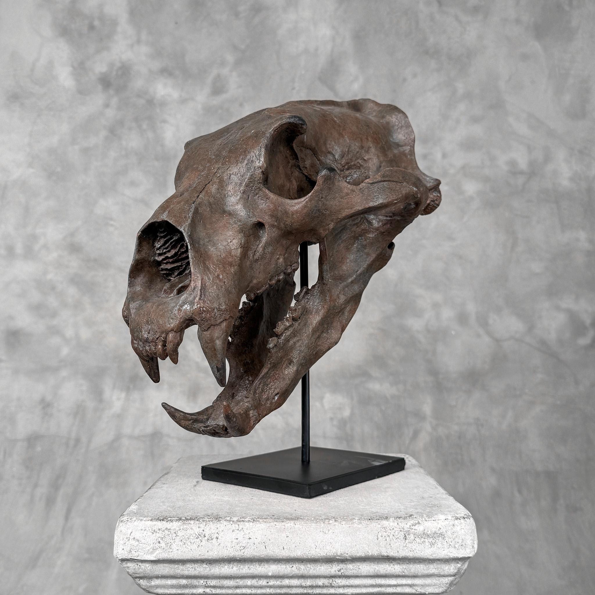 Brown Polar Bear Skull Resin Sculpture: Natural History Decor