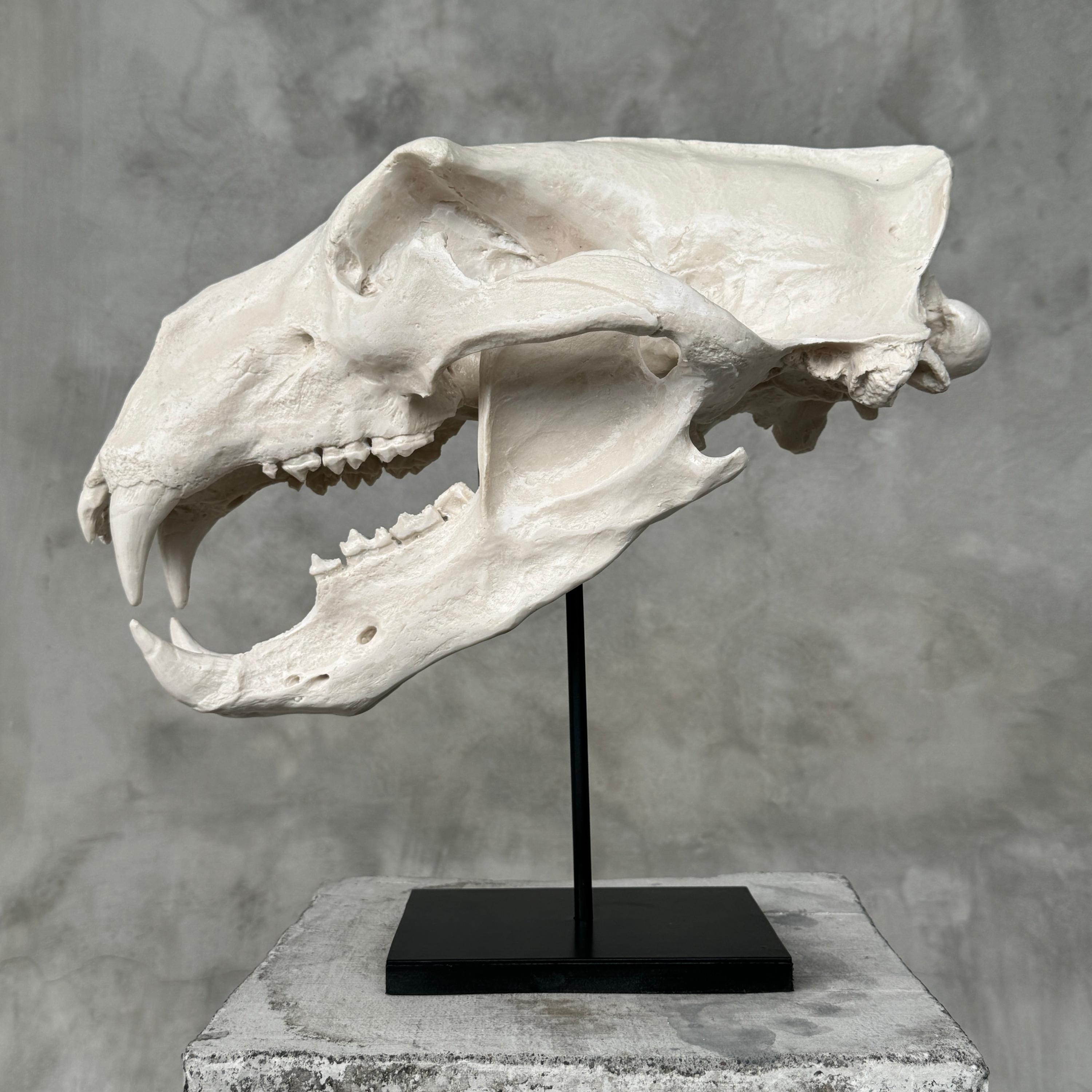 White Resin Polar Bear Skull Replica: Museum Quality Arctic Decor