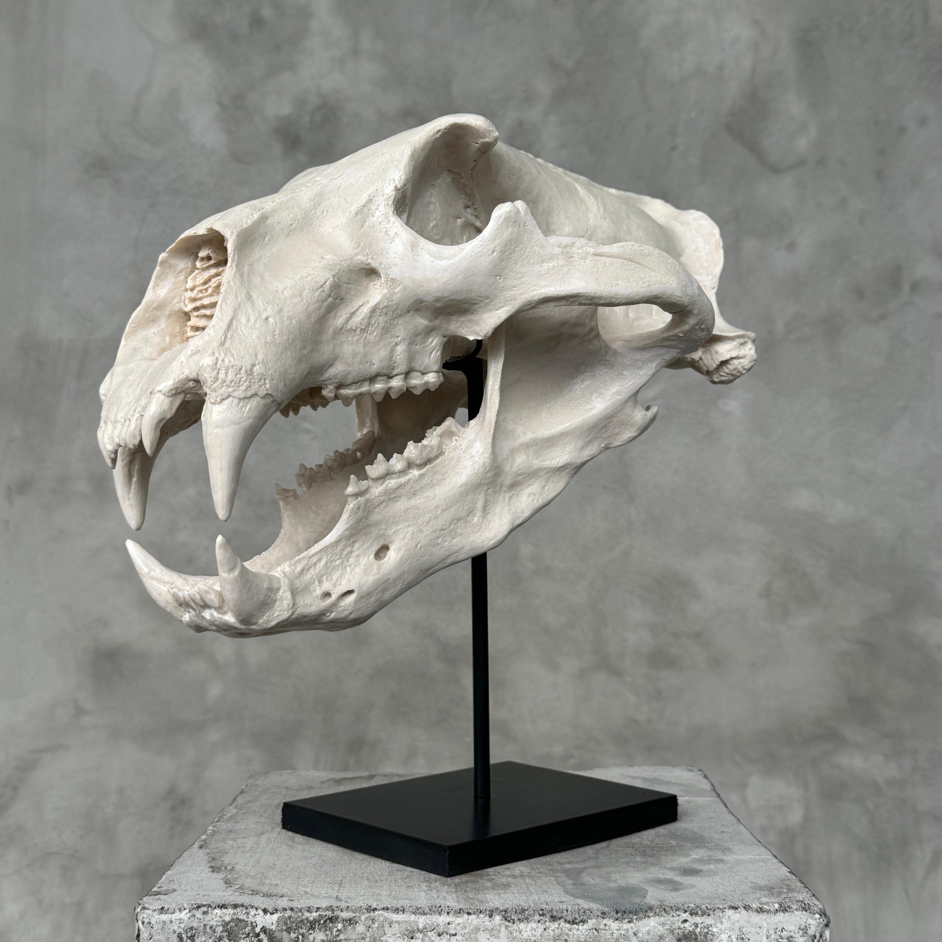 White Resin Polar Bear Skull Replica: Museum Quality Arctic Decor