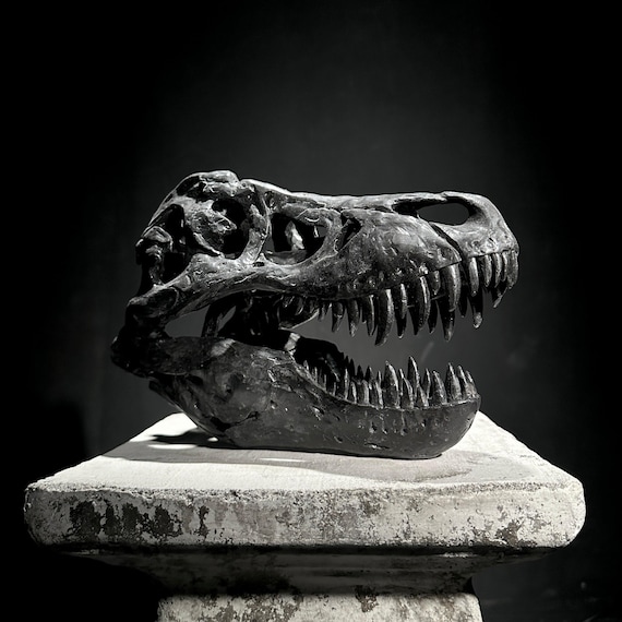 Crâne De Tyrannosaurus Rex Sculpté En Obsidienne Noire - 5,5 Pouces - Cristal De Guérison