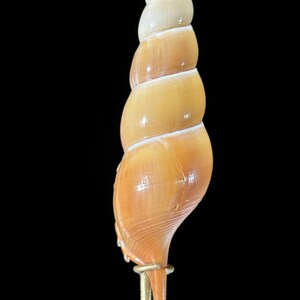 Set of 3 Tibia Fusus Shells on Stands | Natural Shell Display | Coastal ...