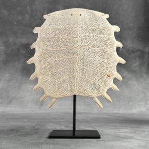 May include: A cream-colored, textured turtle shell displayed on a black metal stand. The shell has a detailed, patterned surface with multiple protruding points around the edges. The stand has a rectangular base.