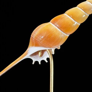 Set of 3 Tibia Fusus Shells on Stands | Natural Shell Display | Coastal ...