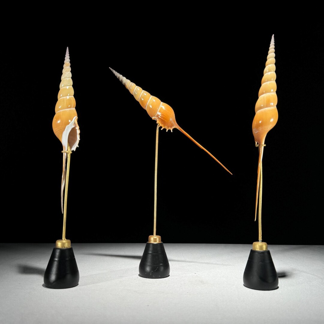 Set of 3 Tibia Fusus Shells on Stands | Natural Shell Display | Coastal ...