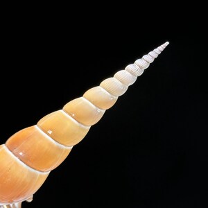 Set of 3 Tibia Fusus Shells on Stands | Natural Shell Display | Coastal ...