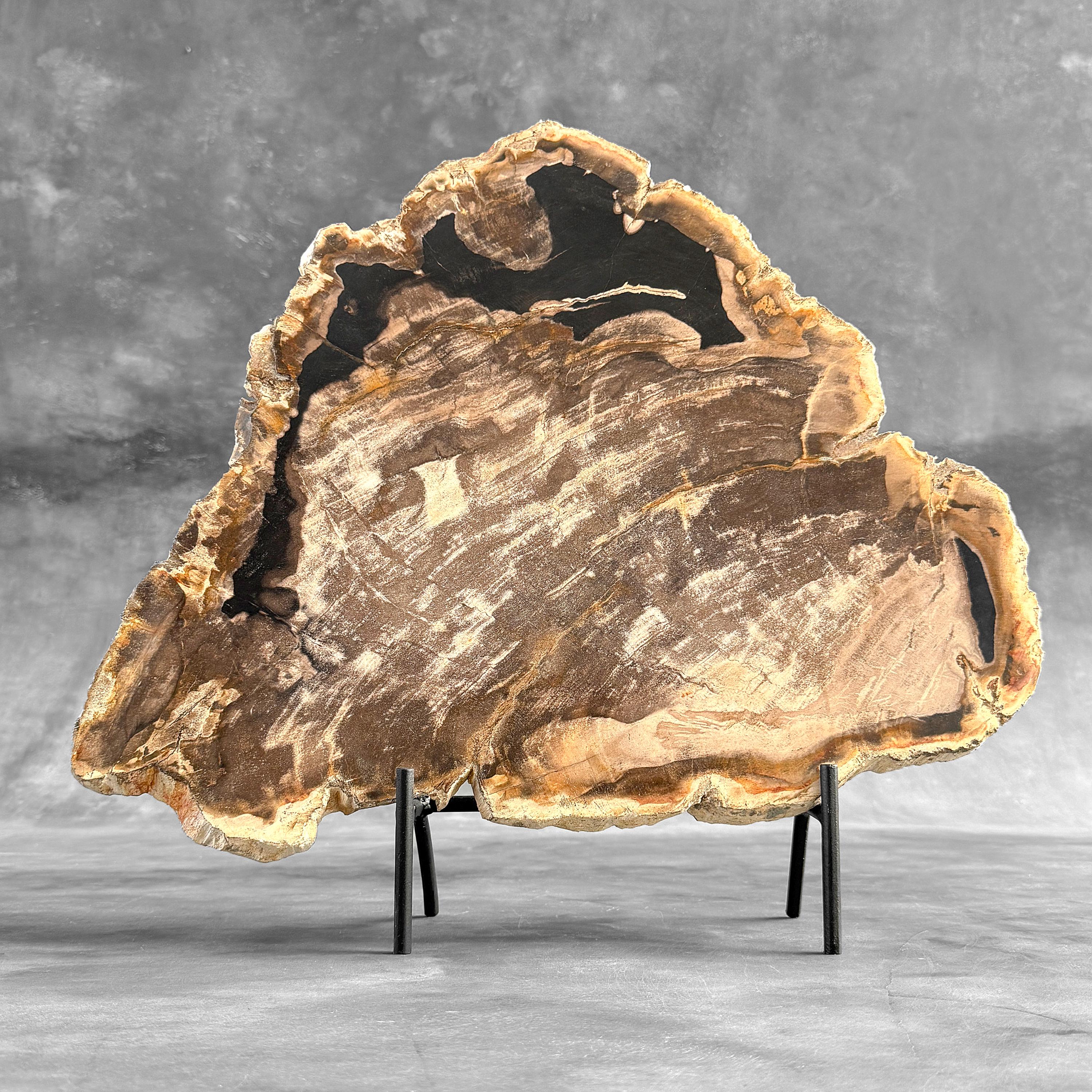 Petrified Wood Slice on Stand – Polished Fossil Wood Sculpture in Natural Brown Tones, Earthy Organic Interior Accent - P3/195
