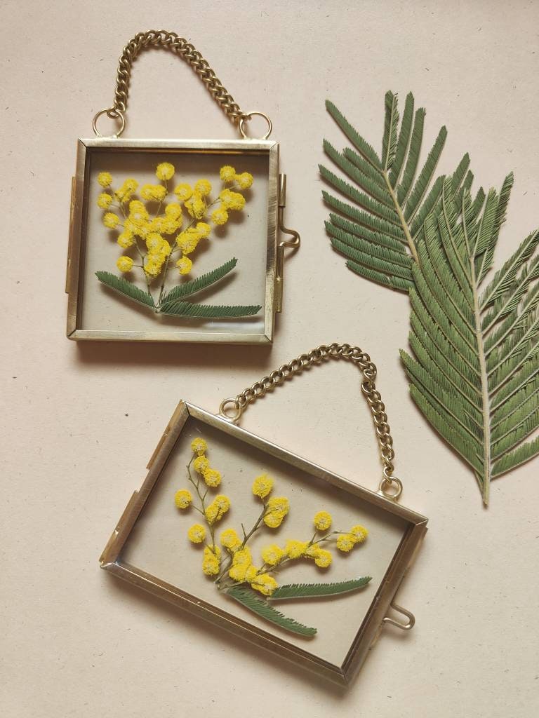 Duo Cadres Laiton/Herbier Mimosa Cadre French Herbarium Fleurs Séchées Ancien