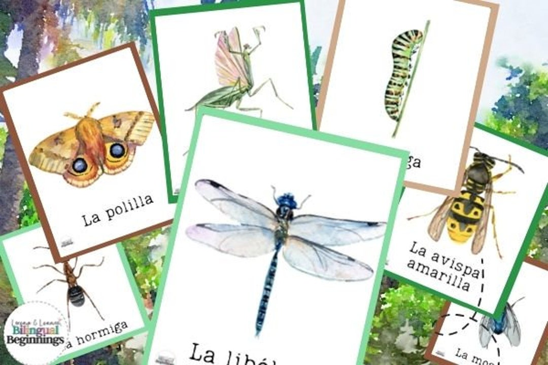 Insect Flashcards in Spanish Etsy