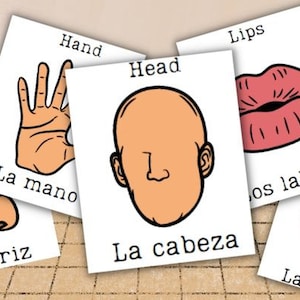 Learning the Body Parts in Spanish: 23 Flashcards