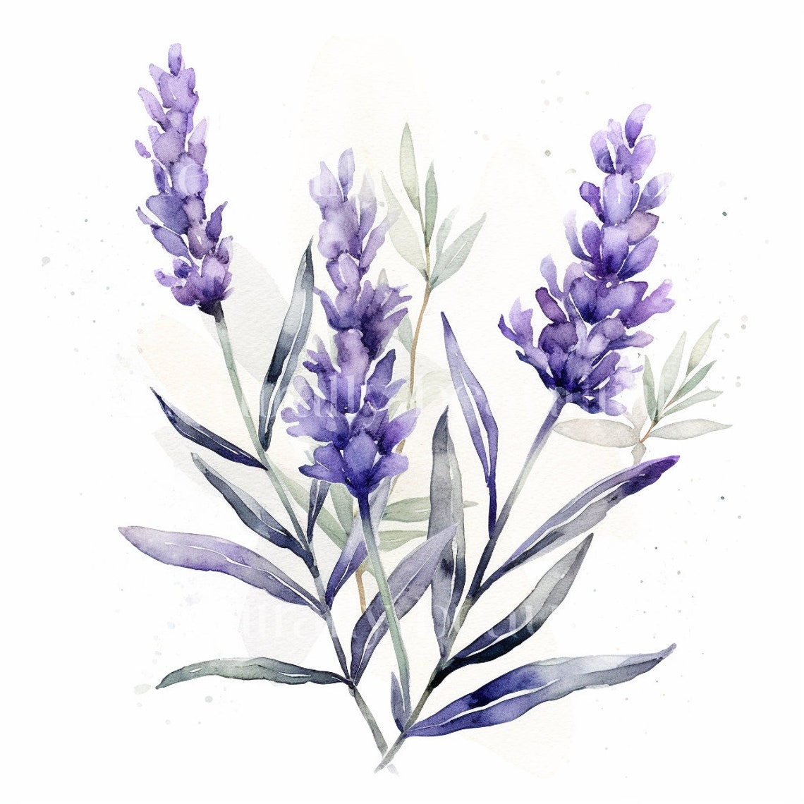 Pretty Watercolour Lavender Downloadable Clipart 10 Jpgs Downloadable ...