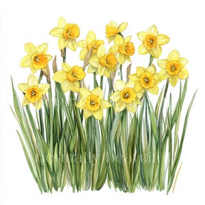 10 x Daffodils Clipart Bundle - High Quality JPGs - Floral Botanical Printable Digital Download Art, Cardmaking & Crafts Sublimation