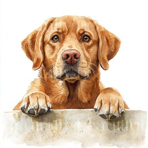 12 x Fox Rot Labradors Clipart Bundle - Hochwertige JPGs - Aquarell Rot Labrador Hund Drucke, Digital Download Kunst, Grußkarte Bild 3
