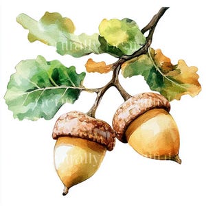 10 x Acorns Clipart Bundle - JPG di alta qualità a 300 DPI - Natura e alberi, arte digitale stampabile, diario spazzatura, biglietti