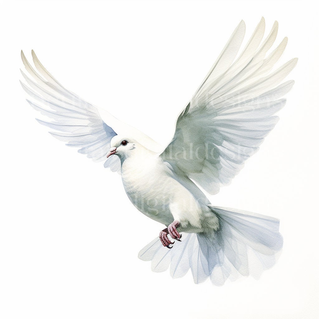 Beautiful White Doves Watercolour Clipart 10 High Quality Downloadable
