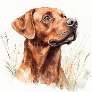 12 x Fox Rot Labradors Clipart Bundle - Hochwertige JPGs - Aquarell Rot Labrador Hund Drucke, Digital Download Kunst, Grußkarte Bild 7