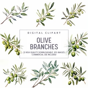 Puede incluir: Doce ilustraciones de acuarela de ramas de olivo con hojas verdes y aceitunas. Las imágenes son de alta calidad y perfectas para el scrapbooking digital, las invitaciones y otros proyectos creativos. El texto en la imagen dice "Digital Clipart Olive Branches 12 High Quality Downloadable JPG Images Commercial Use Included".