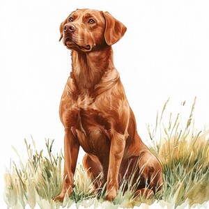 12 x Fox Rot Labradors Clipart Bundle - Hochwertige JPGs - Aquarell Rot Labrador Hund Drucke, Digital Download Kunst, Grußkarte Bild 6