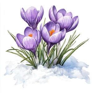 Peut inclure: Des crocus violets fleurissent dans la neige. Les fleurs ont des centres jaunes et sont entourées d'herbe verte.