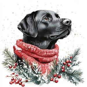 May include: A black Labrador Retriever wearing a red knitted scarf, surrounded by green pine branches with red berries and a snowy background.