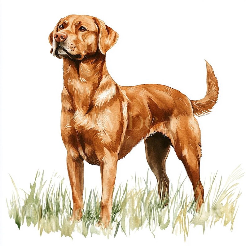 12 x Fox Rot Labradors Clipart Bundle - Hochwertige JPGs - Aquarell Rot Labrador Hund Drucke, Digital Download Kunst, Grußkarte Bild 2