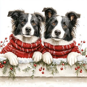 May include: Two black and white border collies wearing red and white knitted jumpers are peeking over a snowy ledge with green holly branches and red berries.