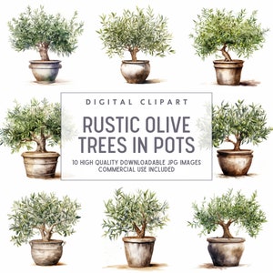 May include: Ten watercolour illustrations of olive trees in pots. The trees have green leaves and are in brown pots. The background is white.