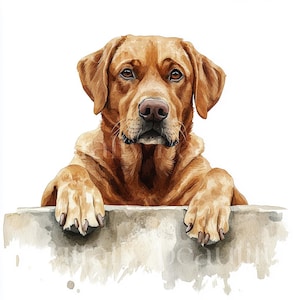 12 x Fox Rot Labradors Clipart Bundle - Hochwertige JPGs - Aquarell Rot Labrador Hund Drucke, Digital Download Kunst, Grußkarte Bild 5