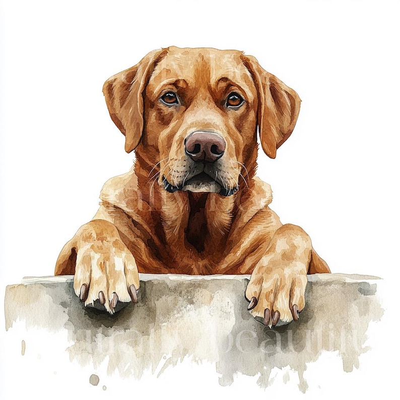 12 x Fox Rot Labradors Clipart Bundle - Hochwertige JPGs - Aquarell Rot Labrador Hund Drucke, Digital Download Kunst, Grußkarte Bild 5