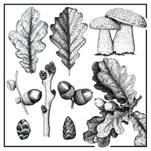 Vier Botanische Illustration Grußkarten, Baumzeichnungen Blanko Set von vier Karten, Notlets