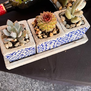 Succulent,cactus plants