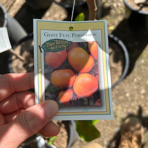 May include: A plant tag for a Giant Fuyu Persimmon tree. The tag features a picture of several ripe, orange persimmons. The text on the tag reads "Giant Fuyu Persimmon" and "Dave Wilson Nursery".