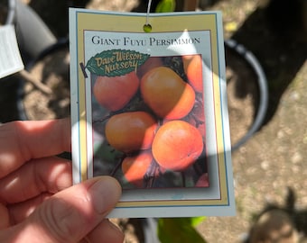 Tall Grafted 'Giant Fuyu' Persimmon Tree - Fast Fruit Bearing - Rare Specimen