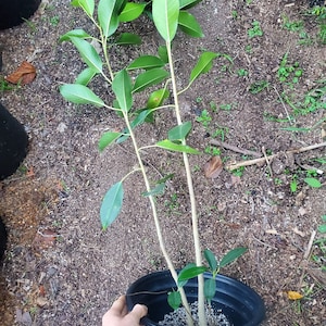 May include: A potted plant with multiple stems and green leaves. The plant is in a black plastic pot with a brown soil mixture.