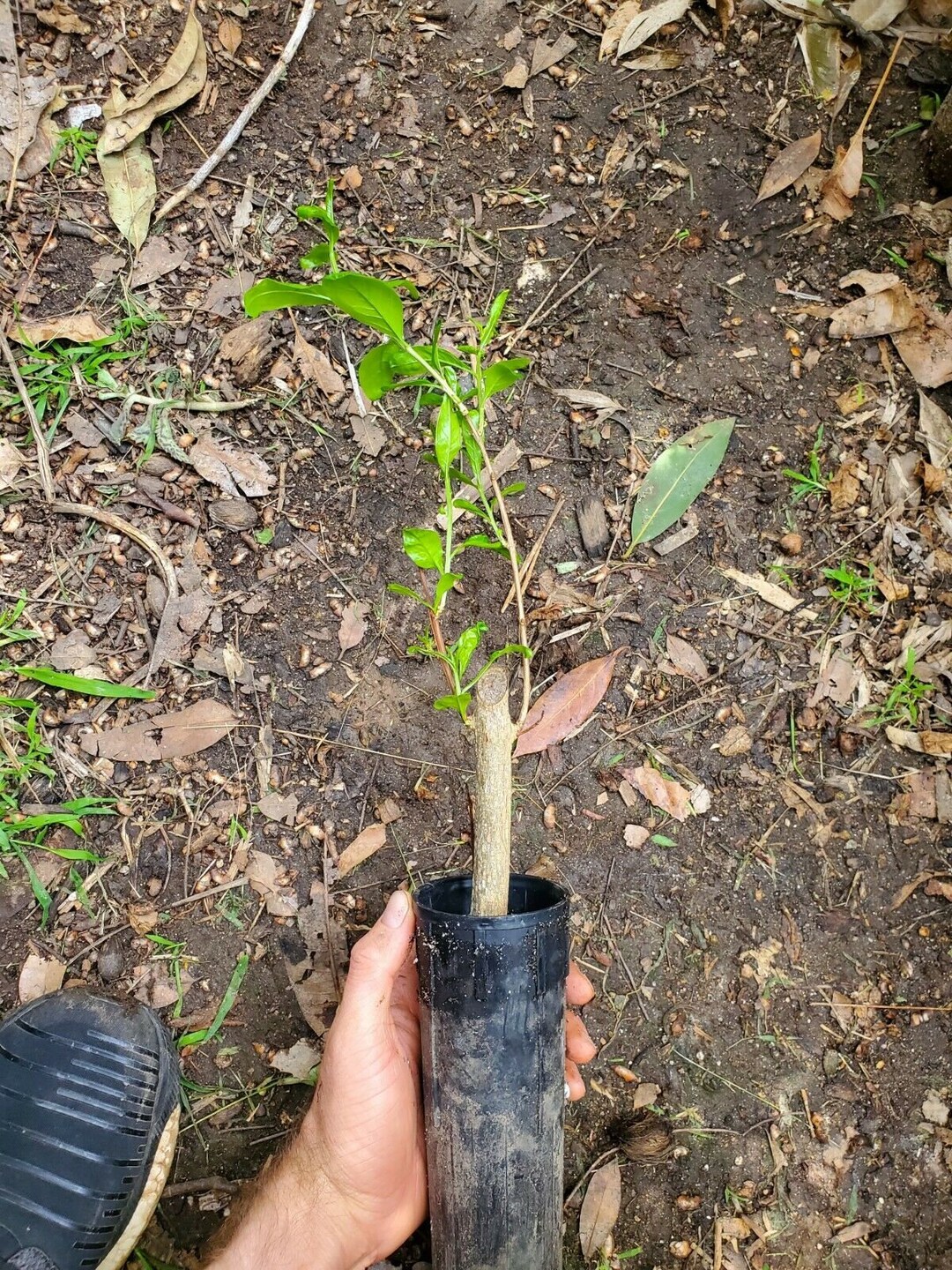 Parfianka Pomegranate Tree Best Pomegranate Variety in the World Soft