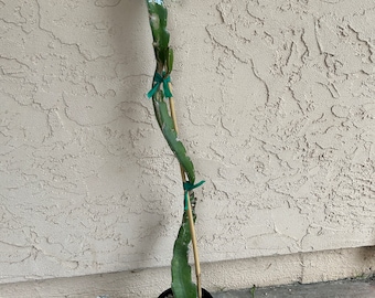 4 Feet Tall 'Physical Graffiti' Dragon Fruit Plant - (One of the Best Tasting)