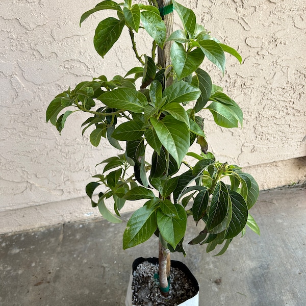 Del Rio Avocado Tree Etsy