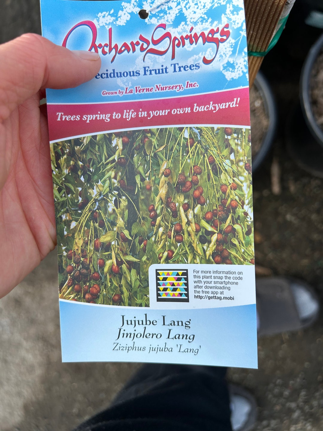 4 Feet Tall 'lang' Jujube Fruit Tree Excellent Flavor and Fruit Size Etsy