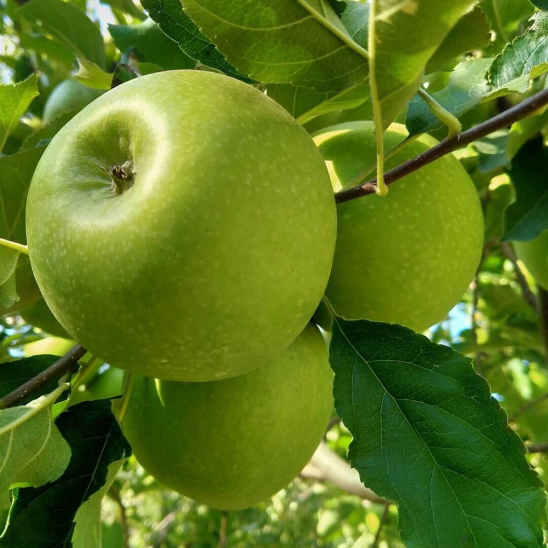 Large 