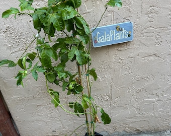 Tall Yellow Passion Fruit Vine (4+ Feet Tall) - Rare Fruit, Incredible Flower!
